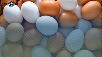 أسعار البيض في كفر الشيخ اليوم: بضعف الصفار بـ7 جنيه فقط